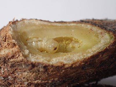 Ethonion cf. reichei Mallee, PL3934A, larva, in Dillwynia sparsifolia (PJL 3195), MU, 8.3 × 1.8 mm